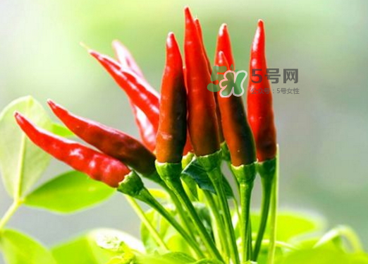 菜市場什么辣椒最辣？辣椒最辣的部分