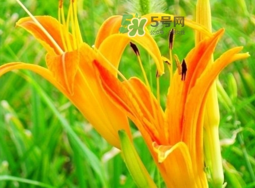 新鮮黃花菜怎么處理？干黃花菜怎么處理