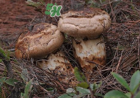 孕婦可以吃松茸嗎？松茸孕婦能吃嗎