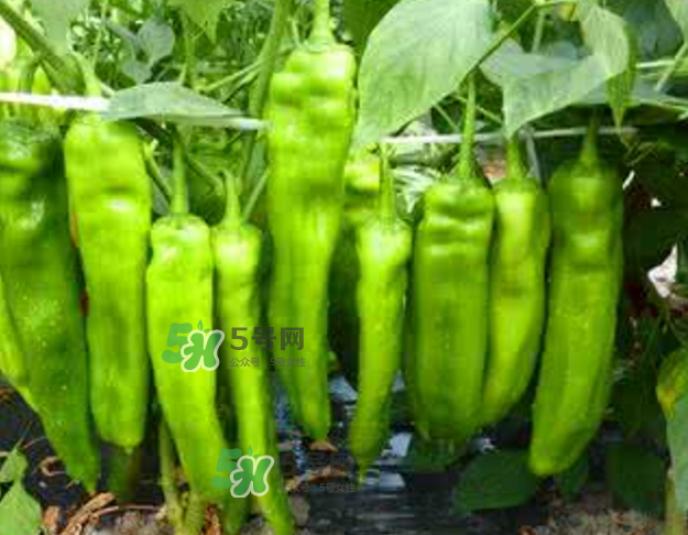 辣椒怎么炒不辣？辣椒怎么腌制好吃？