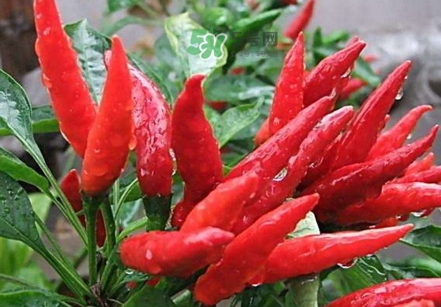 辣椒怎么炒不辣？辣椒怎么腌制好吃？