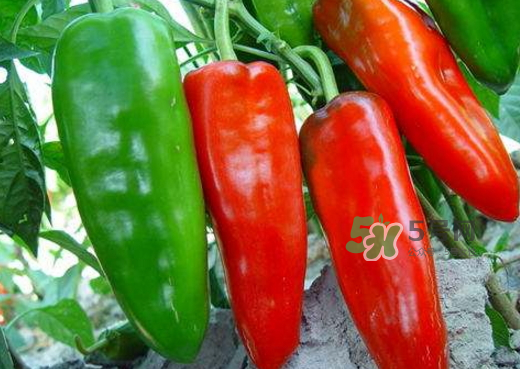 菜市場什么辣椒最辣？辣椒最辣的部分