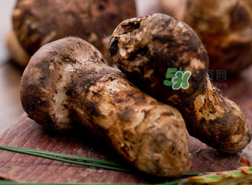 松茸可以人工種植嗎？松茸能人工種植嗎