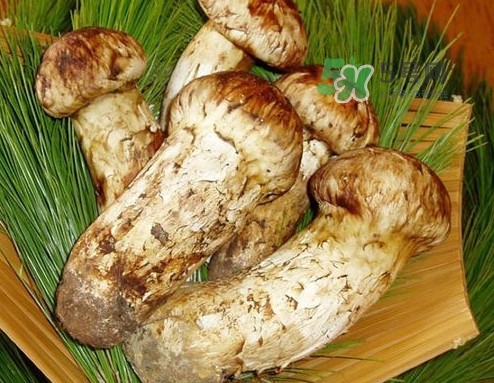 新鮮松茸可以放多久？新鮮松茸能不能冷凍