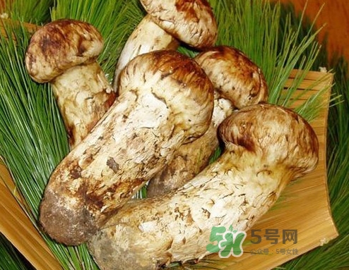 新鮮松茸怎么清洗？新鮮松茸怎么處理