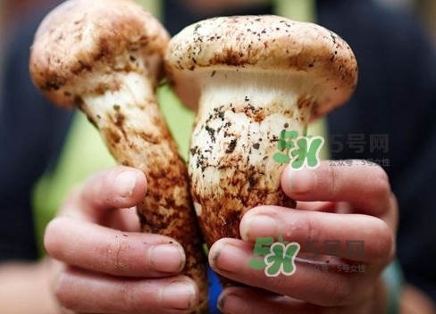 新鮮松茸用水焯嗎？新鮮松茸洗時用水浸泡嗎