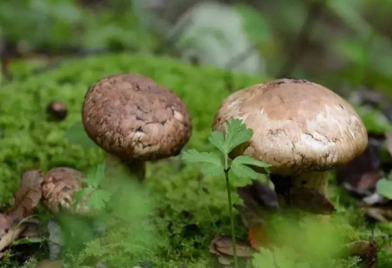 新鮮松茸可以帶上飛機(jī)嗎？干松茸可以帶上飛機(jī)嗎