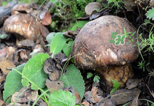 松茸是什么東西？松茸是蘑菇嗎