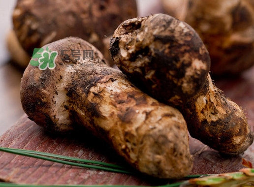 松茸是哪里的特產(chǎn)？松茸是不是越大越好