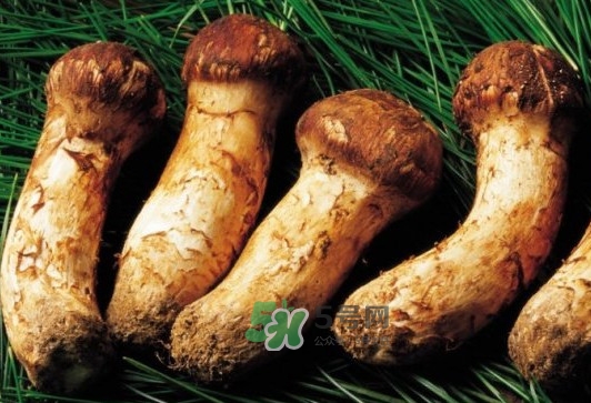 松茸是酸性還是堿性？松茸怎么做好吃