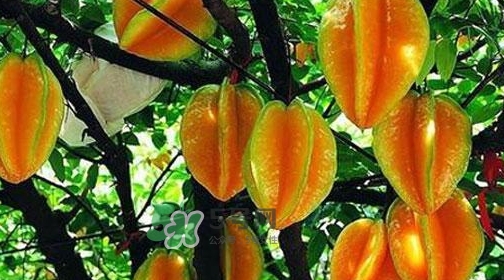 楊桃熱量高嗎？楊桃減肥嗎？