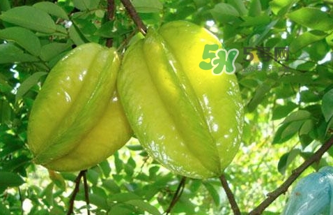 坐月子可以吃楊桃嗎？坐月子可以吃什么水果？