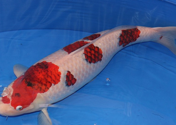 錦鯉一條60萬元 日本錦鯉為什么這么貴 錦鯉一條60萬元 日本錦鯉為什么這么貴