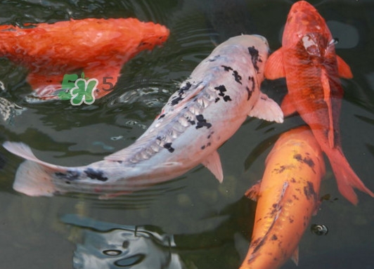 錦鯉有什么寓意？錦鯉代表什么意思