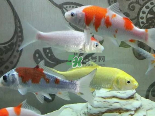 錦鯉有什么寓意？錦鯉代表什么意思