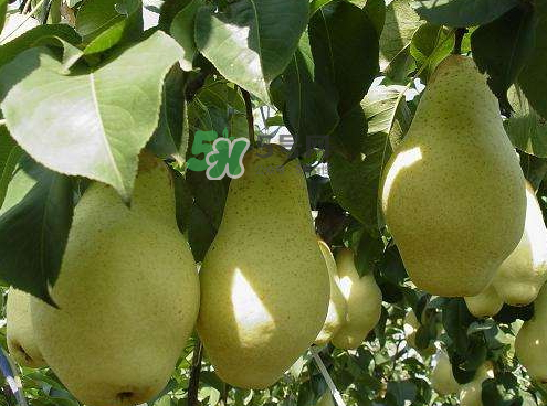 五九香梨怎么吃？五九香梨有什么功效？