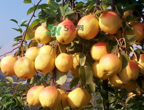 五九香梨怎么吃？五九香梨有什么功效？