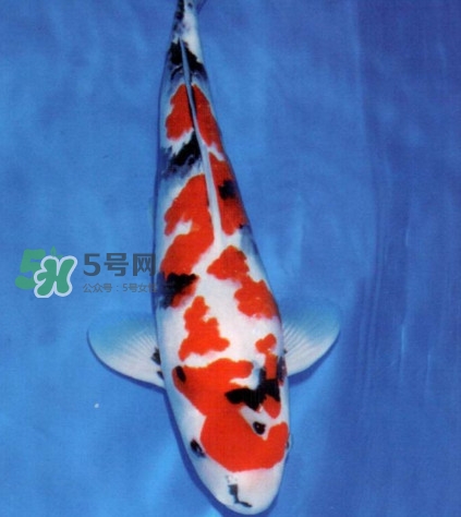 錦鯉多少錢(qián)一條？錦鯉怎么養(yǎng)不容易死