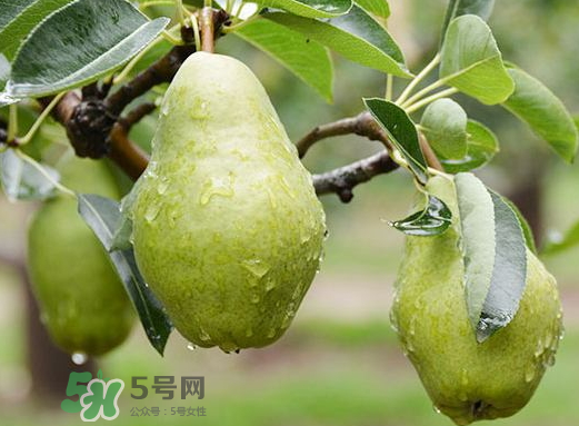 香蕉梨怎么熟的快？香蕉梨怎么變軟？