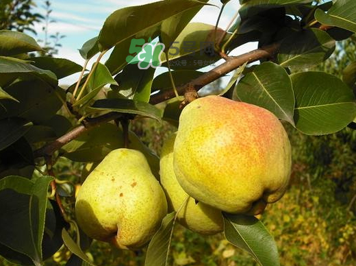 香蕉梨怎么熟的快？香蕉梨怎么變軟？