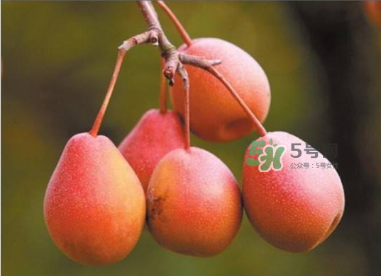 葫蘆梨怎么軟的快？葫蘆梨幾月份成熟？