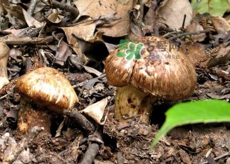 孕婦可以吃松茸嗎？松茸孕婦能吃嗎