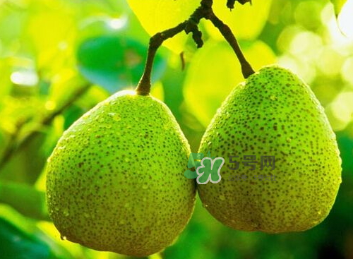 萊陽梨什么時候成熟？萊陽梨多少錢一斤？