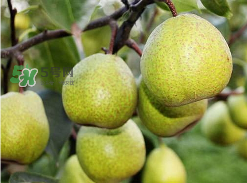 萊陽梨什么時候成熟？萊陽梨多少錢一斤？