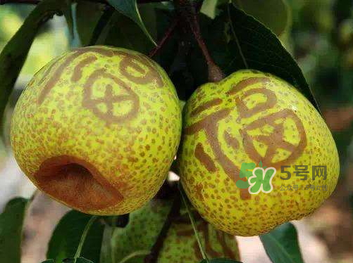 萊陽梨什么時候成熟？萊陽梨多少錢一斤？