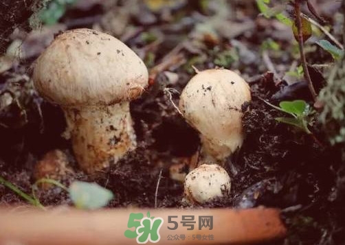 產(chǎn)婦能吃松茸嗎？哺乳期可以吃松茸嗎