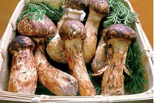 松茸新鮮好還是干貨好？松露和松茸的區(qū)別