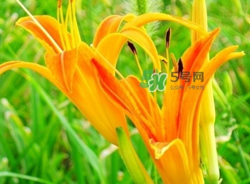 黃花菜是下奶的嗎？黃花菜是發(fā)奶的嗎