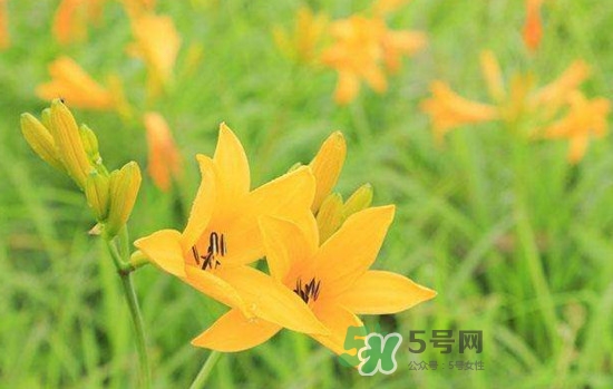 黃花菜是酸性還是堿性？黃花菜是熱性還是涼性