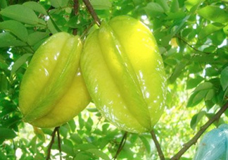 坐月子可以吃楊桃嗎？坐月子可以吃什么水果？