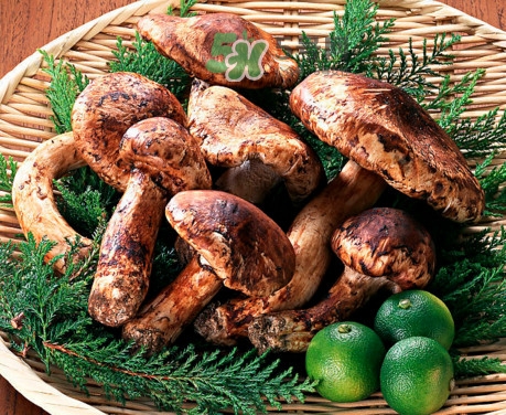 新鮮松茸怎么清洗？新鮮松茸怎么處理