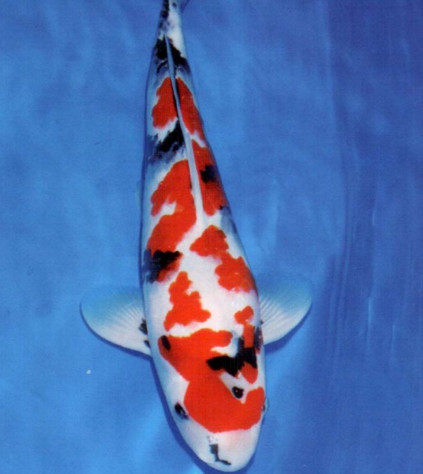 錦鯉一條60萬元 日本錦鯉為什么這么貴 錦鯉一條60萬元 日本錦鯉為什么這么貴