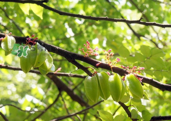 坐月子可以吃楊桃嗎？坐月子可以吃什么水果？