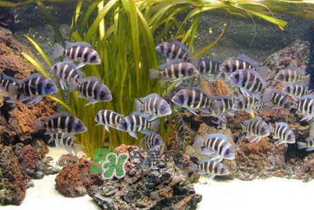 錦鯉有什么寓意？錦鯉代表什么意思