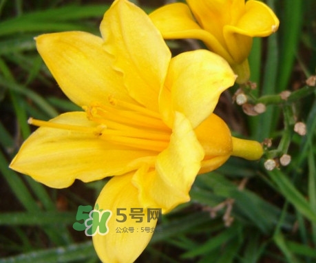 黃花菜是下奶的嗎？黃花菜是發(fā)奶的嗎