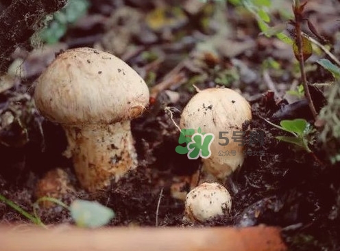 松茸是什么東西？松茸是蘑菇嗎