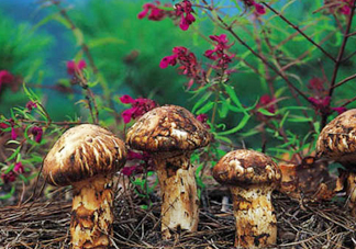 新鮮松茸可以帶上飛機嗎？干松茸可以帶上飛機嗎