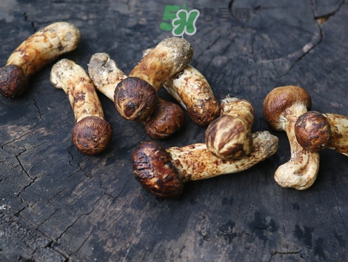 松茸可以泡酒嗎？松茸能泡酒嗎