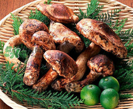 松茸是哪里的特產(chǎn)？松茸是不是越大越好