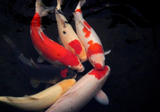 錦鯉多少錢一條？錦鯉怎么養(yǎng)不容易死