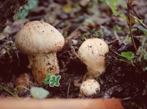 新鮮松茸可以放多久？新鮮松茸能不能冷凍