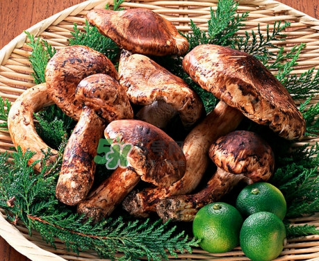 松茸是什么東西？松茸是蘑菇嗎