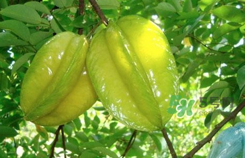 楊桃熱量高嗎？楊桃減肥嗎？