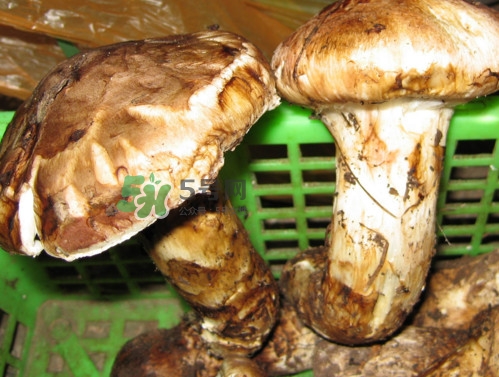 孕婦可以吃松茸嗎？松茸孕婦能吃嗎