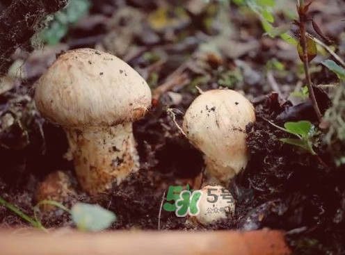 松茸是哪里的特產(chǎn)？松茸是不是越大越好