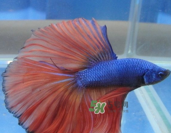 錦鯉有什么寓意？錦鯉代表什么意思